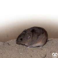 گونه ول ایرانی Iranian Vole